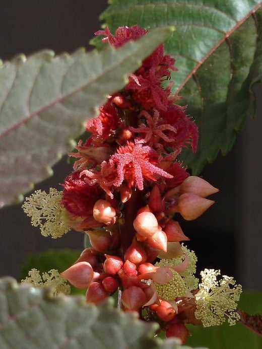 Castor bean plants are grown for their beauty as well as their usefulness.