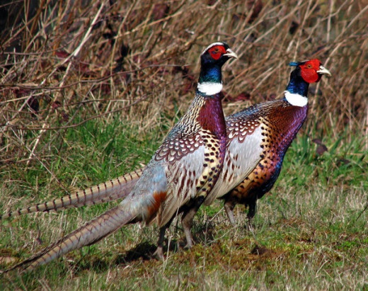 Two males 