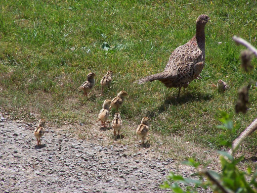 A female with her chicks