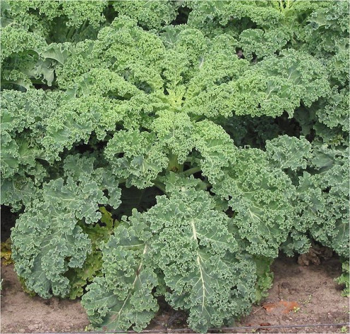 Curly Leaf Kale
