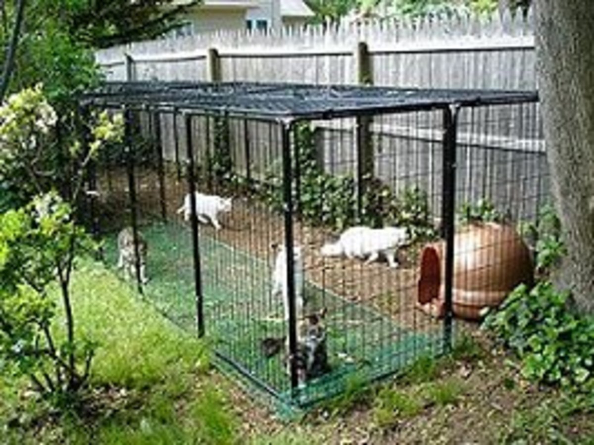 Finding the Appropriate Indoor or Outdoor Cage for Your 