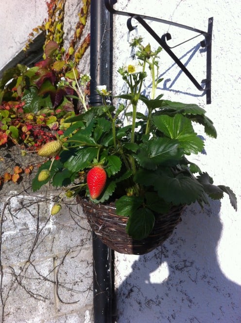 one of my strawberry baskets