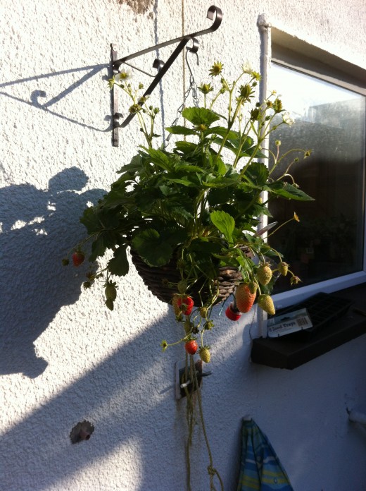 One of my hanging baskets
