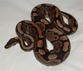 How To Care For A Royal or Ball Python