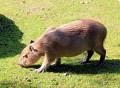 Coming to a pond near you: the capybara