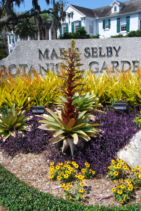Alcantarea imperialis in a bed at the entrance of Selby Gardens, Sarasota, Florida.