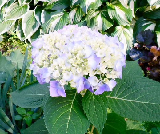 The Hydrangea looks so pretty as the flowers are opening