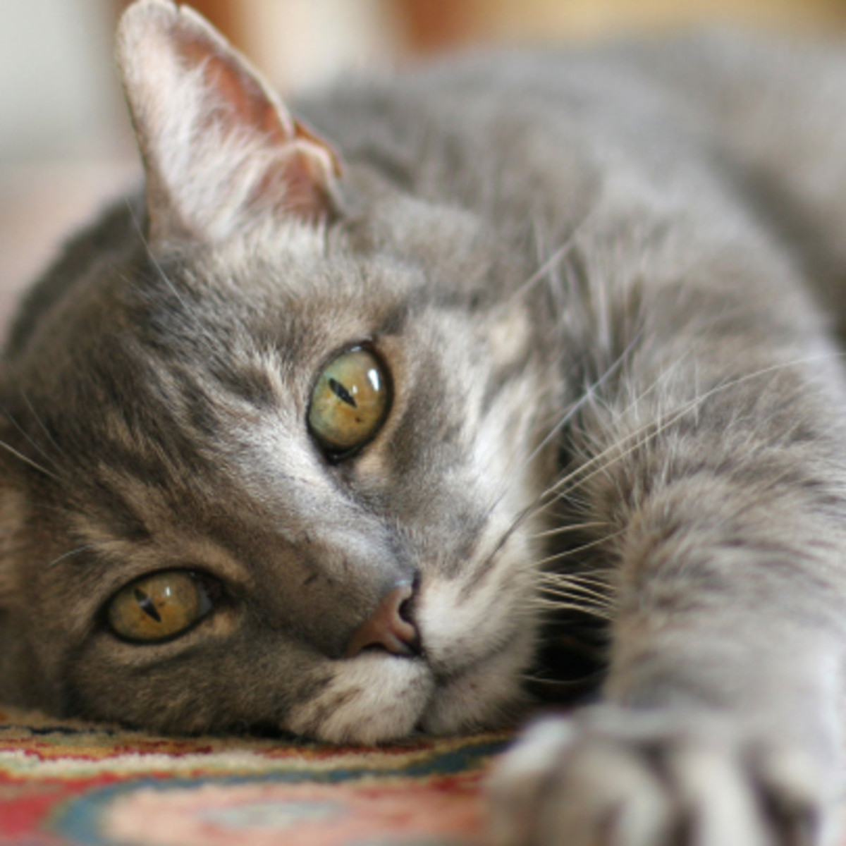 Feline Immunodeficiency Virus (FIV) in Cats PetHelpful