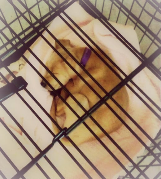 Tinker sleeping comfortably, curled up in a ball inside her crate and on top of a fluffy pink blanket.