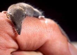 The smallest mammal in the world