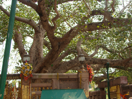 The Bodhi Tree, Bodh Gaya