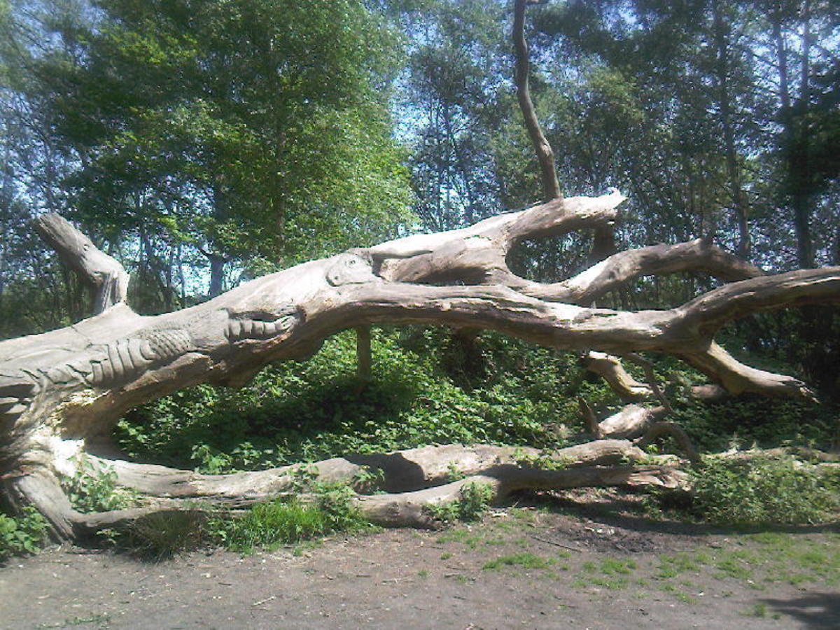 Dead tree showing branches