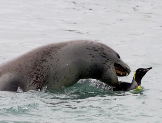Leopard Seal hunting
