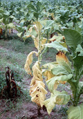 Fusarium wilt in fruit plants
