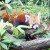 Red Panda Red Panda