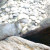 Small-clawed Otter Small-clawed Otter