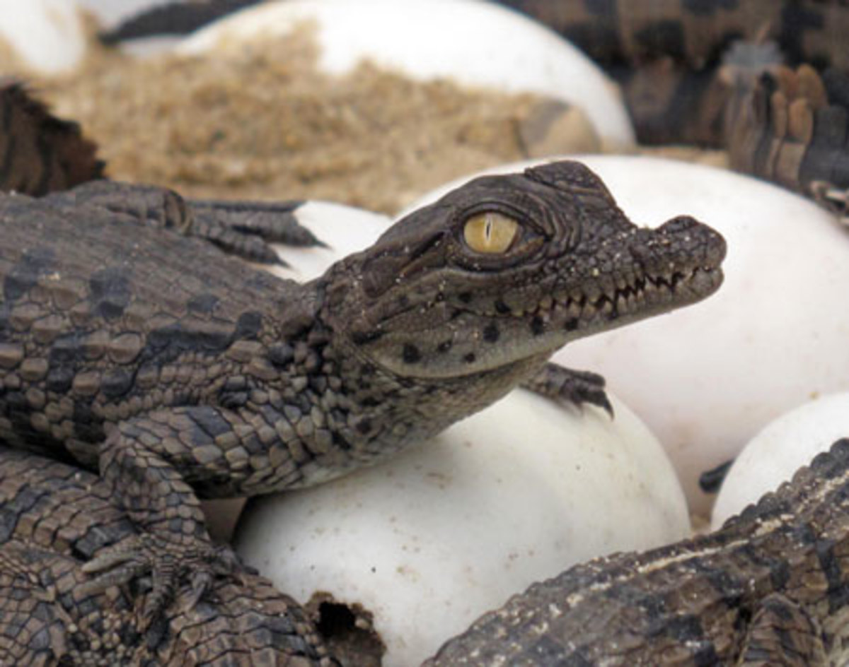 Nile crocodile hatching. 