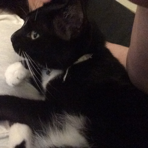 Cuddly Kitten