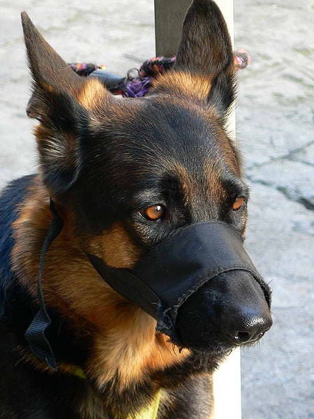 This dog's nylon muzzle shows some wear-and-tear; it is likely used for everyday use and exercise, which is not advised. Notice how the tapering end restricts the shepherd from opening its mouth enough to pant, and how the sides restrict airflow.
