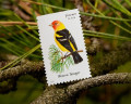 Birds by Mel - Western Tanager Stamp, Natural History Facts and Personal Observations