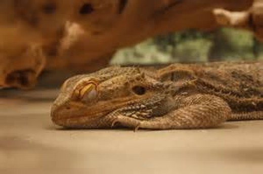 Bearded dragon illnesses 