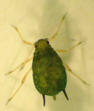 Take a close look at an Aphid