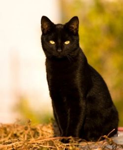 Black Cats are not evil or bad luck. Treat them kindly!