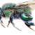 Euglossa obrima male, a new species of orchid bee from Mesoamerica, by Ismael A. Hinojosa-D�az, Gabriel A.R. Melo, Michael S. Engel, licensed under CC BY 3.0 Euglossa obrima male, a new species of orchid bee from Mesoamerica, by Ismael A. Hinojosa-D�az, Gabriel A.R. Melo, Michael S. Engel, licensed under CC BY 3.0