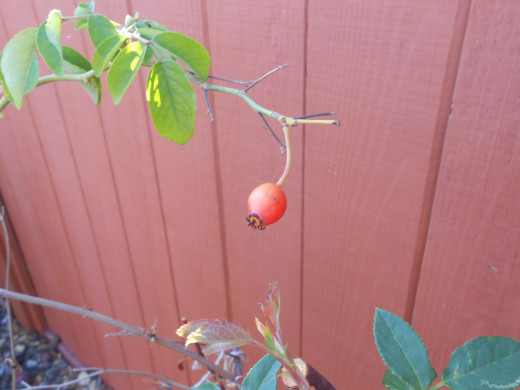 The rose hip is what's left over when it's done.  It is the fruit of the rose plant and contains the seeds.