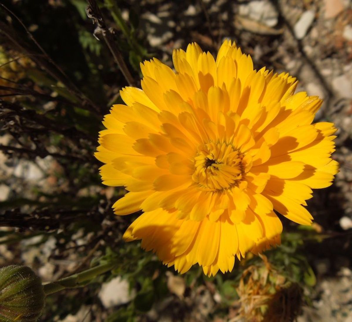 This is a perfect calendula flower in spring -- April 19, to be exact. You can click the X at the right corner of the captions to see the entire picture as it was intended to be seen.