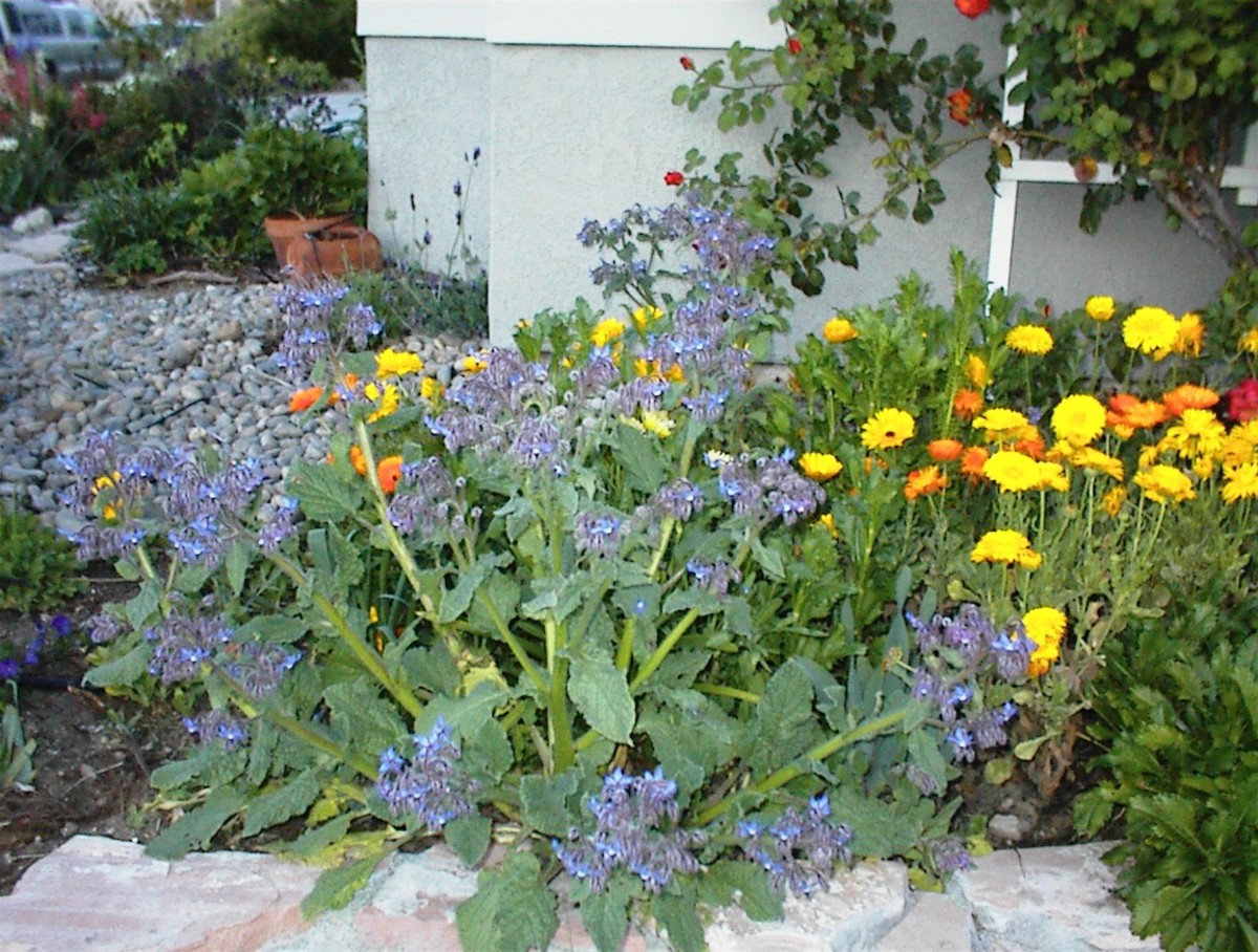 This gorgeous display of calendula and the blue borage together was taken as I walked past a neighbor's house in late spring.