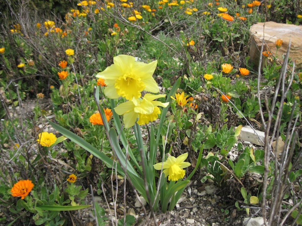 Now we are back to March, the end of winter and beginning of spring. The daffodil is pleased to show off before the humble lesser lights in this garden-- the calendula.