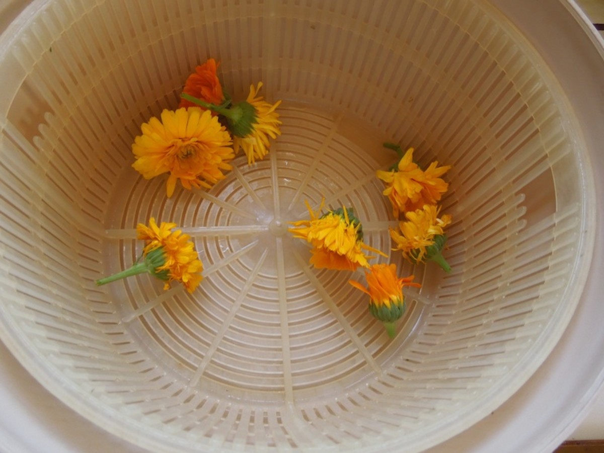 Rinse your flowers well under running water to remove any dirt or inhabitants and avoid extra unintended protein. Spin in salad spinner to dry.