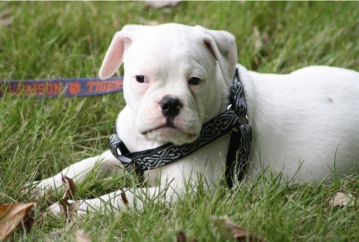 Meet Bruno the Third, Our Bulldog | HubPages