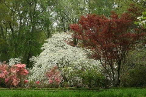 dogwoods and azaleas