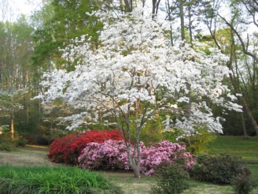 azaleas and dogwoods