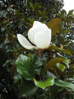 Blossom of Southern Magnolia Tree