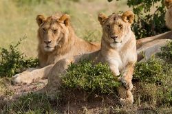 Lions posing Source: Blieusong on Flickr