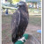 Zlaty, Golden Eagle Zlaty, Golden Eagle