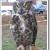 Dudley, a great-horned owl Dudley, a great-horned owl