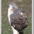 Skoski, a red-tailed hawk Skoski, a red-tailed hawk