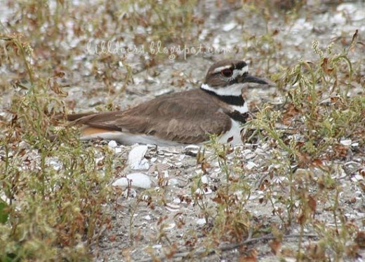 Killdeer at Fiesta Island