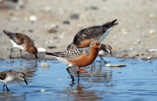 Red Knot