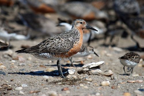 Red Knot by Gregory Breese