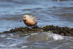 Red knot