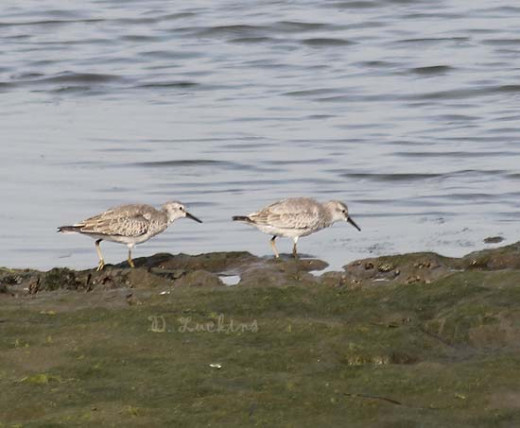 West coast red knots