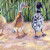 Queen Sheba and her entourage, some of the ducks in the book.  I did this drawing in colored pencil.  Queen Sheba was based on a duck named Oreo.