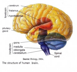 The Amazing Facts About the Brain