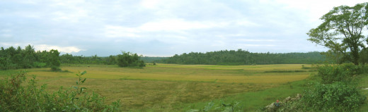 A Paddy field in Wayanad