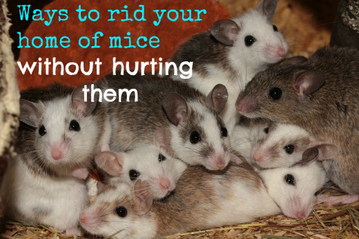 humane ways to get rid of mice